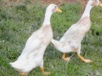 2 Ducks