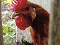 Chickenhead