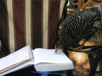 Bird Reading a Book