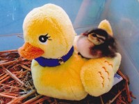 Duckling on a Stuffed Duck