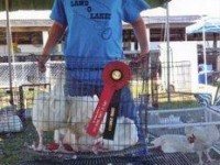 Award Winning chickens