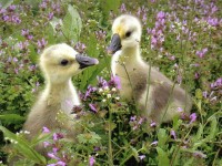 2 Ducks in field