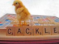 Baby Chick on Scrabble Board