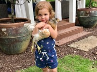 small girl holding chicken
