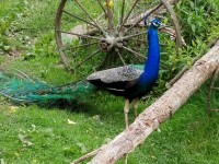peacock best of breed