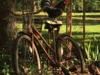 Black Australorp Chicken on bike