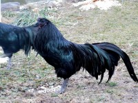 Black Chicken