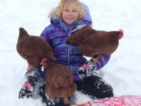 girl holding 3 brown chickens in the snow