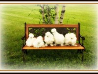 baby chicks sitting on a bench