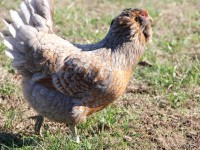Chicken in field