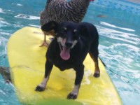 Dog and Chicken on Board in Pool