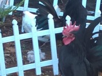 Chickens with a fence