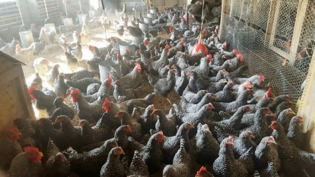 Barred Rock Chickens in group coop