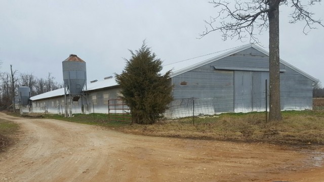 Huge Grey Poultry Chicken Barn