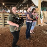 Chicken breed show