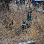 Peacocks in the field