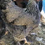 Dark Brahma
