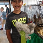 Splash Silkie Best of Breed Winner