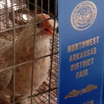 Blue ribbon Porclein d’uccle bantam