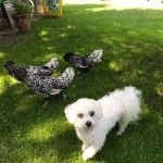Silver Laced Polish chickens with dog