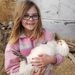 White ameraucana