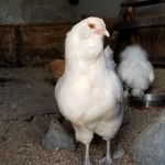 White ameraucana