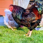 Mate the Black Laced W over the Splash Laced Red to get mostly blue red offspring BOB