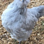 Lavender ameraucana