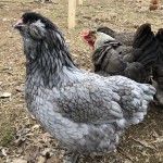 Blue ameraucana
