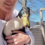 Black Swedish Duck