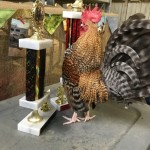 Best of breed Crele OE chicken