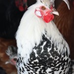 Silver Spangled Appenzeller Spitzhauben