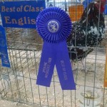 Best in class runner up