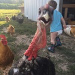 Funny Chicken Photo Winner