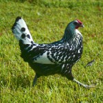 Silver spangled hamburg
