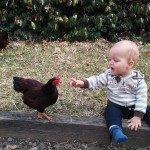 Rhode Island Red Bantam Winner