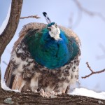 peafowl