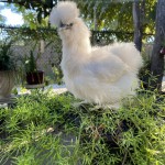 white silkie