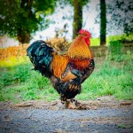 gold laced cochin