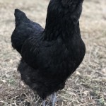 black ameracauna