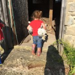 holding chickens