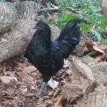 ayam black chicken