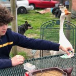 Goose playing cards