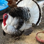 turkey royal palm