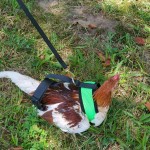 red pyle chicken on harness
