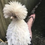 polish chicken