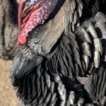 Broad Breasted Bronze turkey