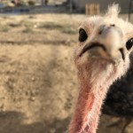 turkey face