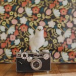 White silkie chicken