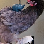 chicken